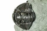 Wide, Enrolled Flexicalymene Trilobite - Indiana #289061-3